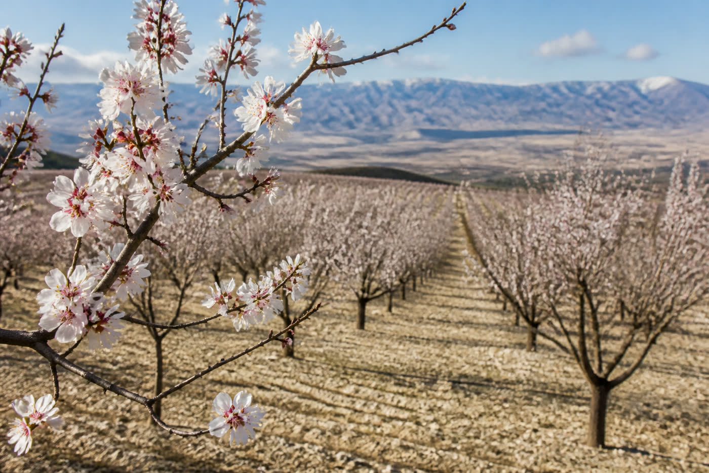 Plantación de almendros en flor cerca de Baza