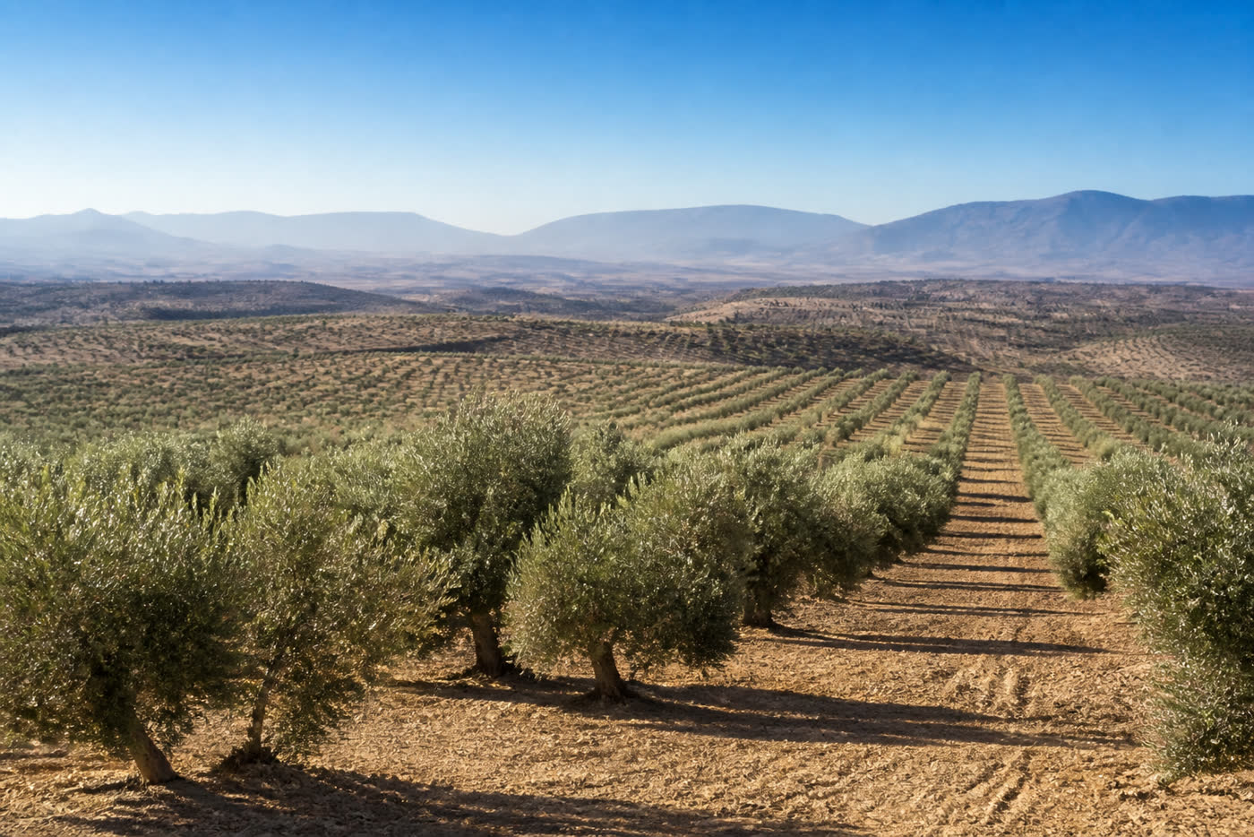 Olivar profesional en la comarca de Baza